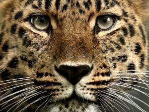 mark-hughes-amur-leopard-15